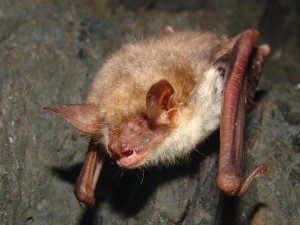 Myotis blythii